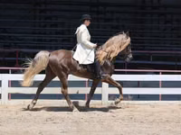 Caballo, Rocky Mountain Horse — foto 3
