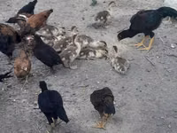 Chickens — फ़ोटो 3