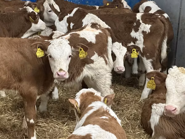 मवेशी (लॉट, लिंग निर्दिष्ट नहीं), Simmental cattle