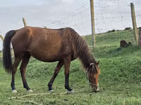 Stute, Azerbaijan horse — Foto 1