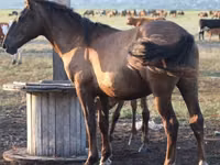 Caballo, Vladimir heavy draft — foto 5