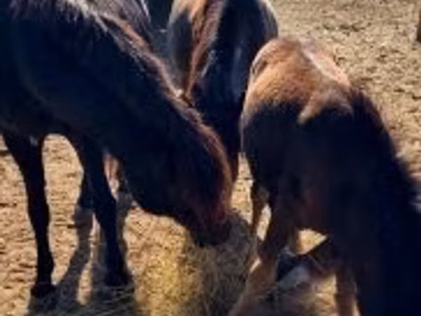 فرس, الخيول