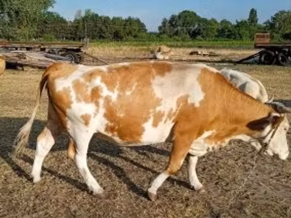 Cow, Simmental cattle