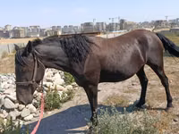 घोड़ी, Skyros Pony — फ़ोटो 1