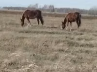 Jument, Mugalzhar horse — photo 1