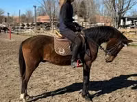 Caballo, Hungarian horse breed — foto 3