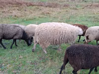 Brebis, Assaf sheep — photo 2