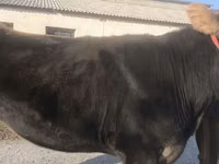 بقرة, Swiss cattle — الصورة 6