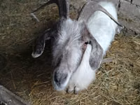 Goat, Goats — photo 4