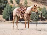 حصان, Quarter Horse — الصورة 7