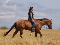 公马, Quarter Horse — 照片 2