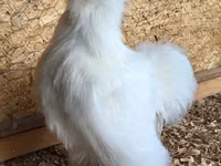 Poule soie — photo 2