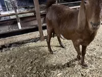 Goat, Kamori goats — photo 8