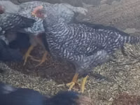 Chickens — 照片 2