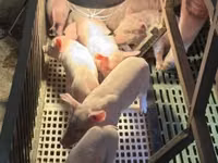Pigs (batch, sex not specified) — photo 2