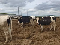 بقرة, Russian Black pied cattle — الصورة 7