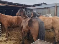Stute, Kazakh horse — Foto 3