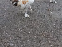 Chickens — 照片 6