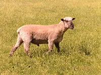 Widder, Shroshire sheep — Foto 3