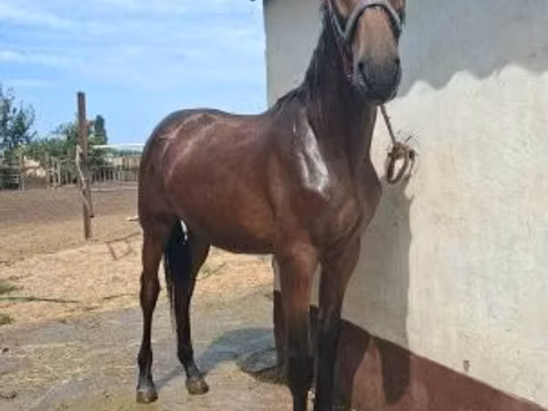 Horse (M), Nonius horse
