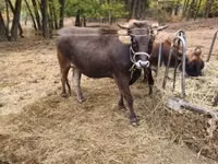 Vache, Race brune des Carpates — photo 6