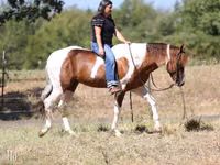 公马, American paint horse — 照片 5