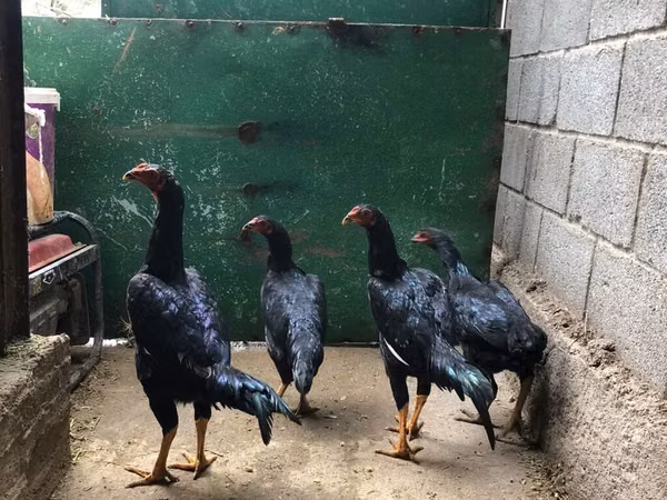 शामो चिकन्स
