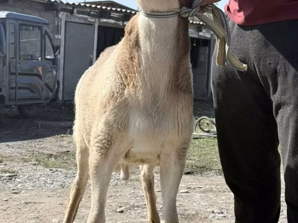 Ram, Arashan sheep