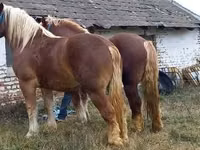 حصان, Suffolk Punch — الصورة 5