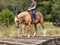 Horse (M), Quarter Horse — photo 6