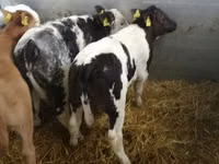 मवेशी (लॉट, लिंग निर्दिष्ट नहीं), Simmental cattle — फ़ोटो 4