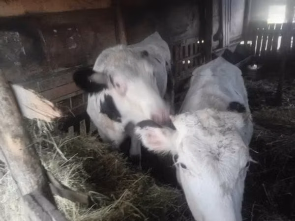 母牛, Holstein breed