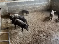 नर सूअर — फ़ोटो 7