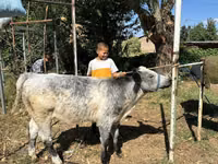 Bull, Ukrainian grey cattle — photo 2