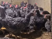 Chickens — Foto 2