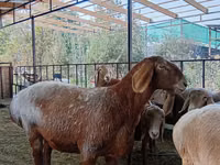 Sheep, Arashan sheep — photo 8