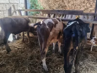 بقرة, Simmental cattle — الصورة 4