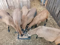 Schaf, Cameroon sheep — Foto 2