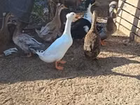 Ducks — photo 1
