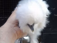 Chickens — फ़ोटो 3