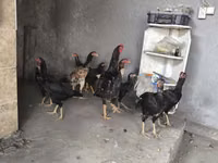 Chickens — फ़ोटो 4