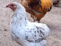 Chickens — 照片 3