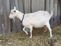 Cabro, Saanen goat — foto 8