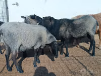 绵羊（批次，未指定性别）, Romanov sheep — 照片 3