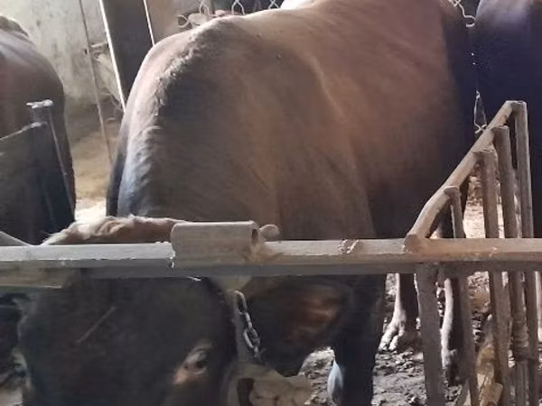 公牛, Cattle