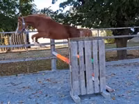 公马, Welsh Cob — 照片 5