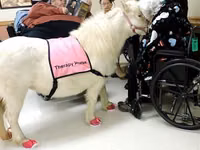 Stute, Miniature horse — Foto 5