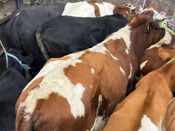 Taureau, Simmental cattle