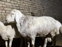 Carnero, Afghan Arabi sheep — foto 3