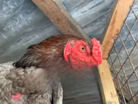 poules Shamo — photo 3